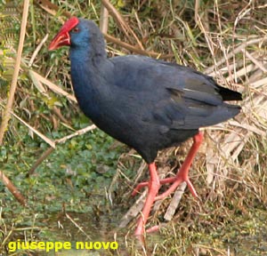 uccelli di Spagna